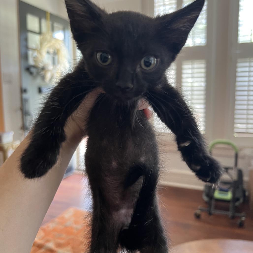 REMI, Adoptable, Young Male Domestic Short Hair.