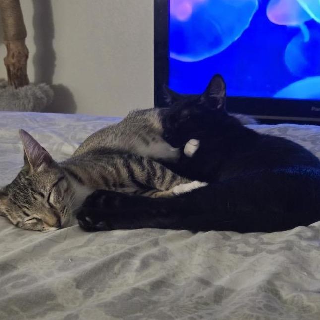 Enlarge REMI, a Adoptable Domestic Short Hair in San Antonio, TX image 6/6