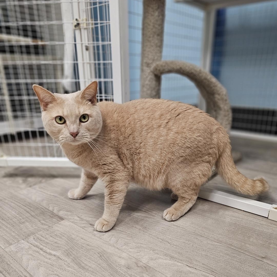 Dagwood, an adoptable Domestic Short Hair in Margate, FL image 2/2