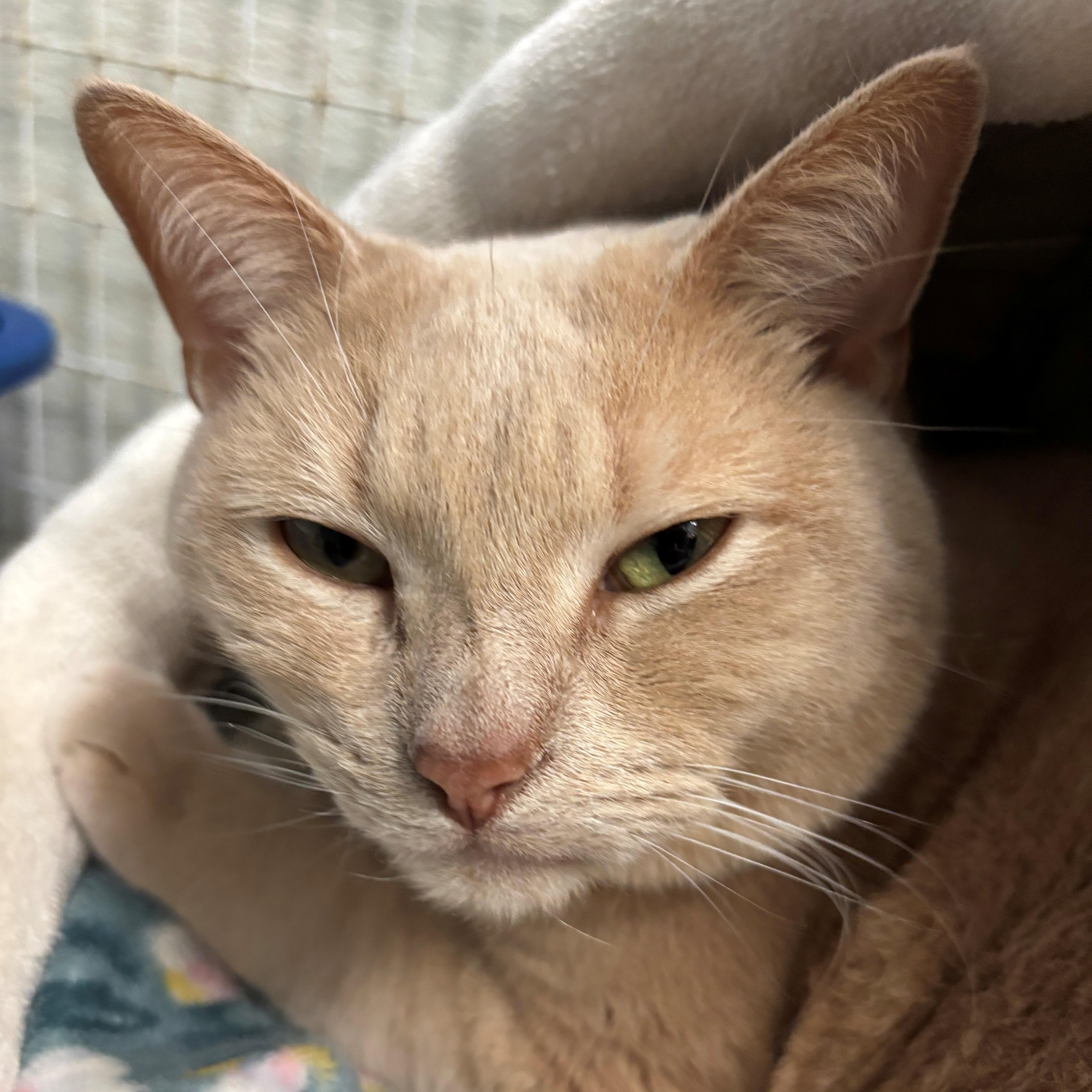 Dagwood, an adoptable Domestic Short Hair in Margate, FL image 1/2