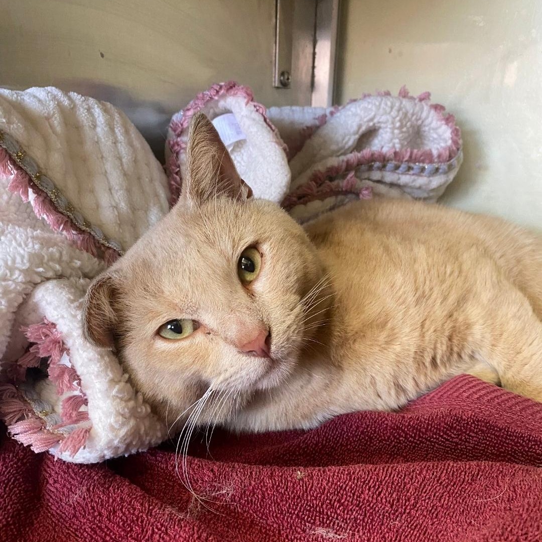 Dagwood, adoptable, Adult Male Domestic Short Hair.