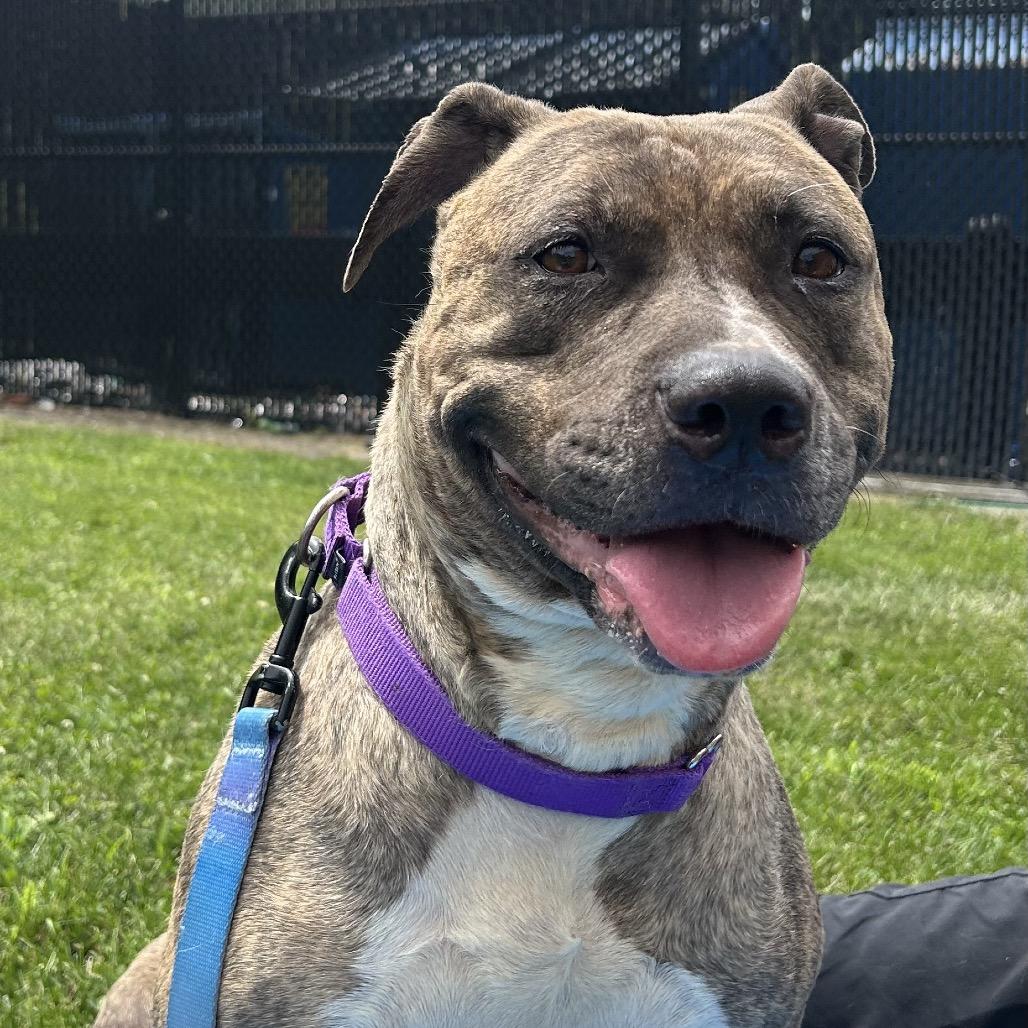 Quala, a Adoptable Mixed Breed in Pittsburgh, PA image 1/6