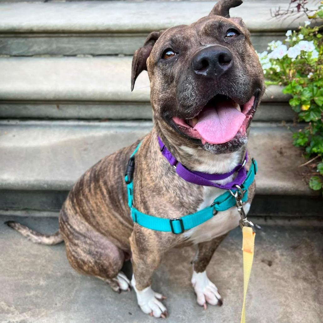 Quala, a Adoptable Mixed Breed in Pittsburgh, PA image 2/6