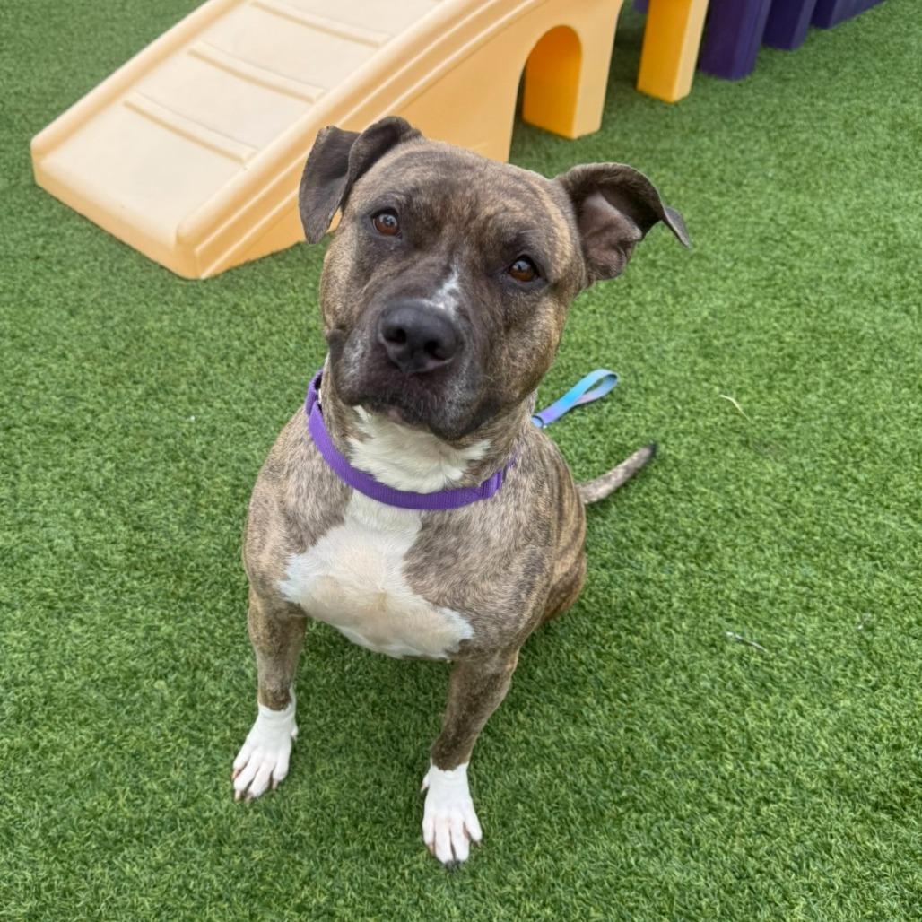 Quala, a Adoptable Mixed Breed in Pittsburgh, PA image 3/6