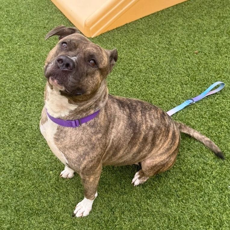 Quala, a Adoptable Mixed Breed in Pittsburgh, PA image 4/6