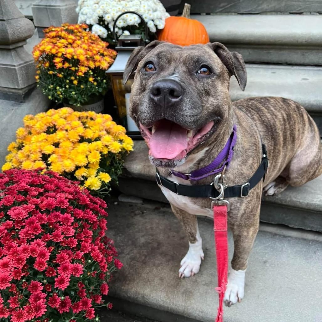 Enlarge Quala, a Adoptable Mixed Breed in Pittsburgh, PA image 4/6