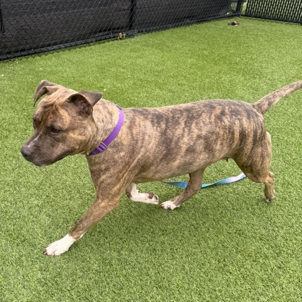 Quala, a Adoptable Mixed Breed in Pittsburgh, PA image 5/6