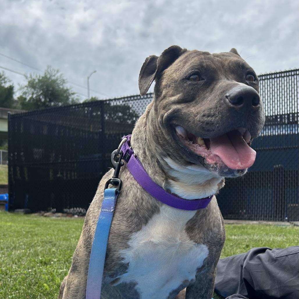 Quala, a Adoptable Mixed Breed in Pittsburgh, PA image 6/6