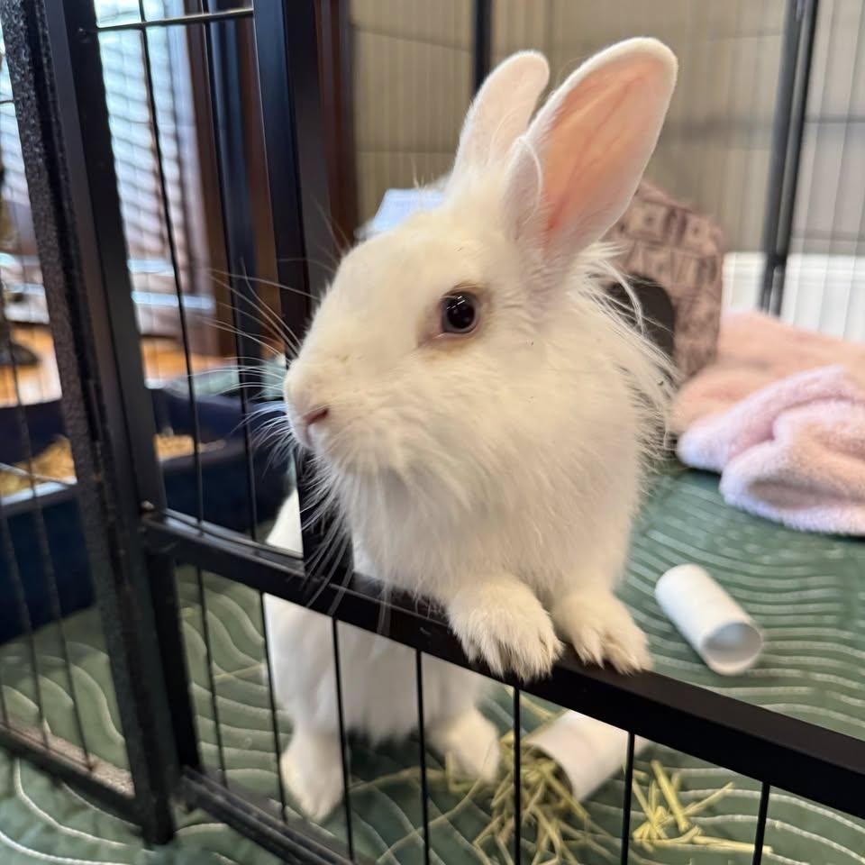Benita, ADOPTABLE, Adult Female Lionhead.