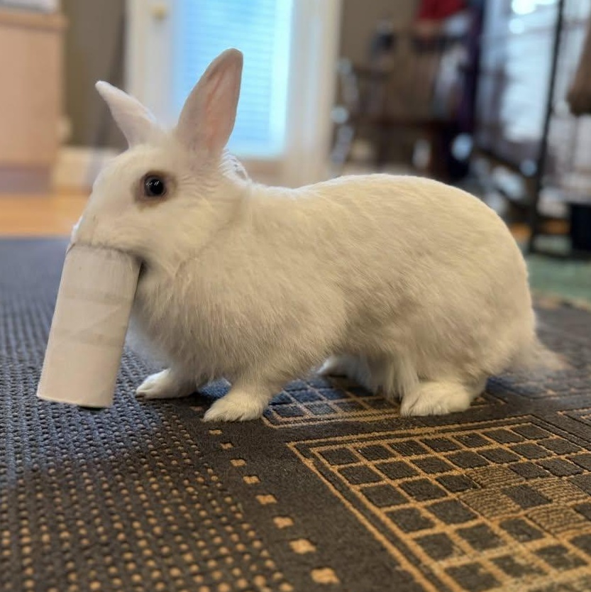 Enlarge Benita, a ADOPTABLE Lionhead in CHARLOTTE, NC image 2/4