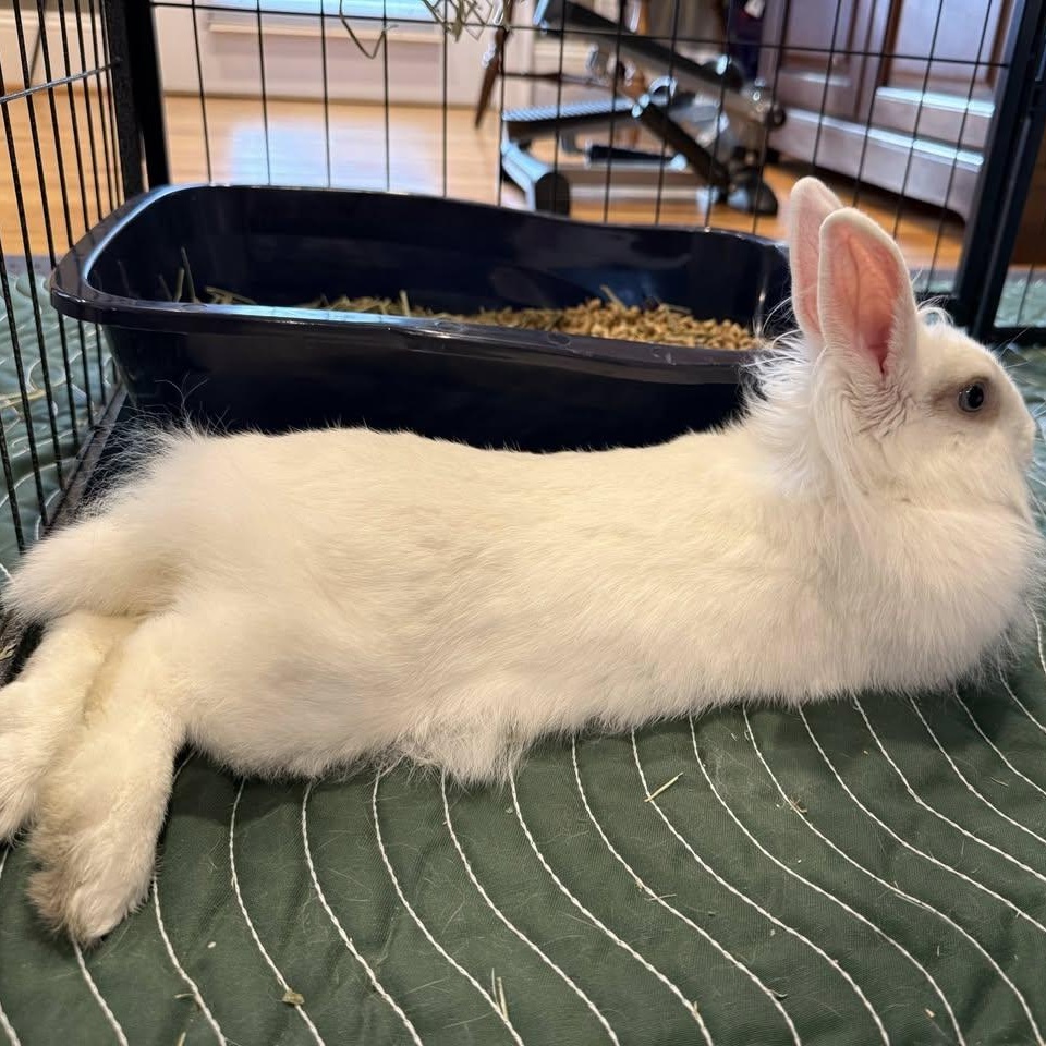 Enlarge Benita, a ADOPTABLE Lionhead in CHARLOTTE, NC image 3/4