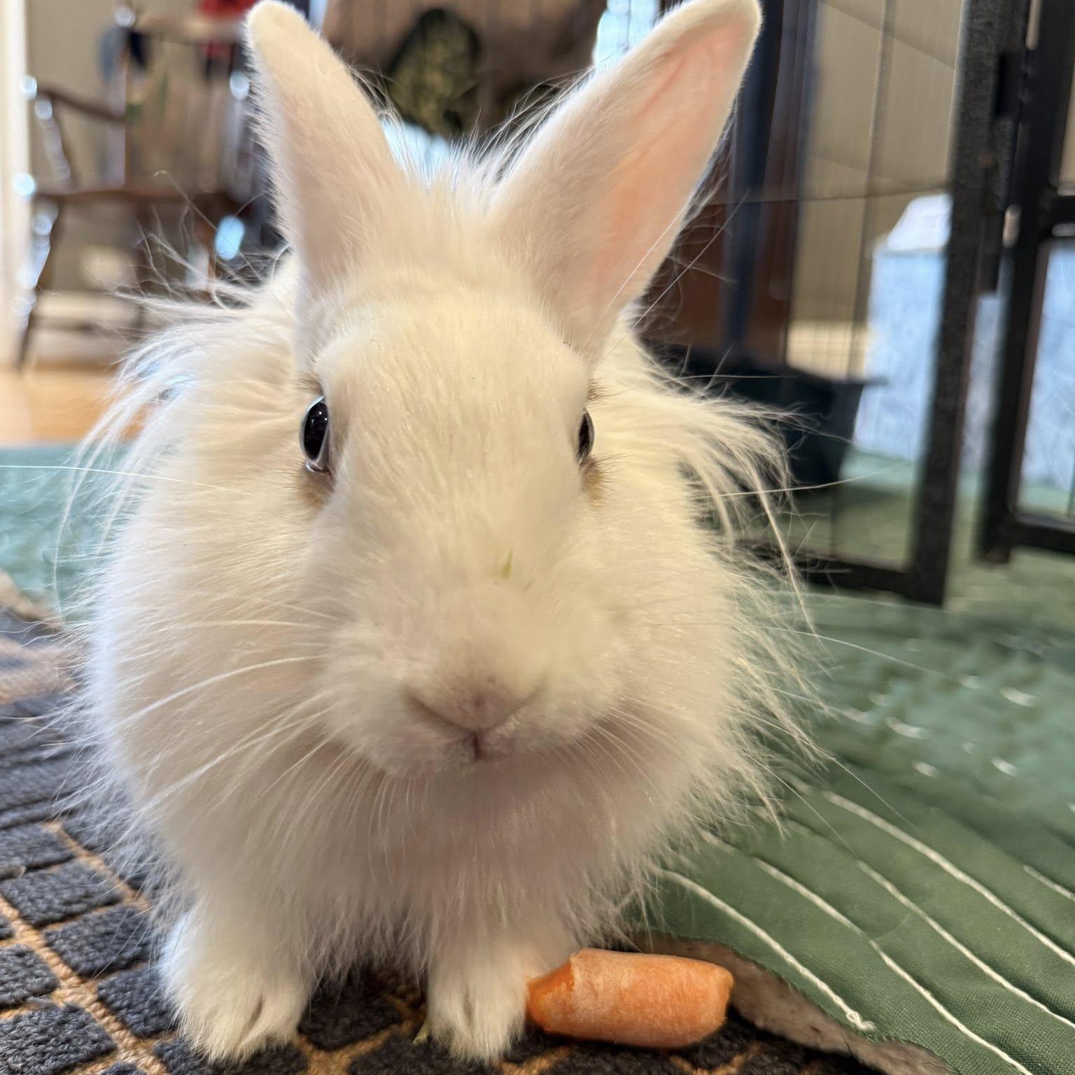 Enlarge Benita, a ADOPTABLE Lionhead in CHARLOTTE, NC image 4/4