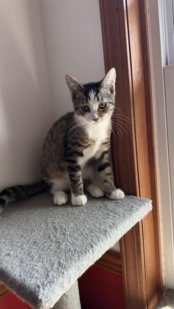 Dewy, Adoptable, Kitten Male Domestic Short Hair.