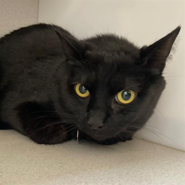 MARZ, Adoptable, Adult Female Domestic Short Hair.
