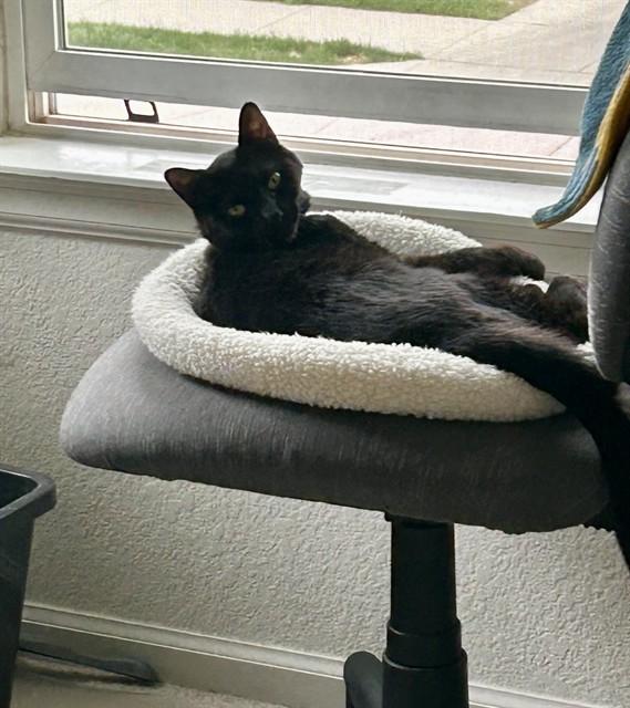MARZ, Adoptable, Adult Female Domestic Short Hair.