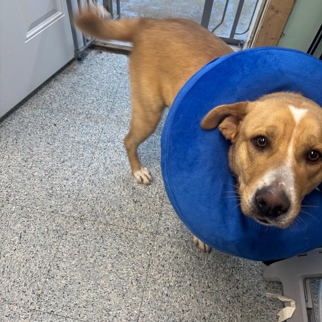 Penny, a Adoptable mixed breed in Greenville, PA image 2/6