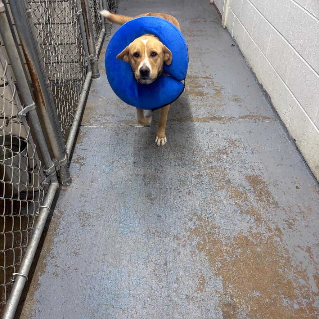 Penny, a Adoptable mixed breed in Greenville, PA image 3/6