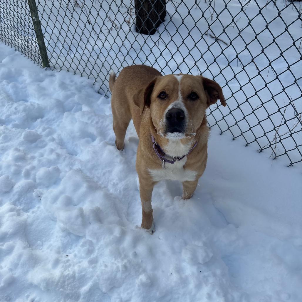 Penny, a Adoptable mixed breed in Greenville, PA image 4/6