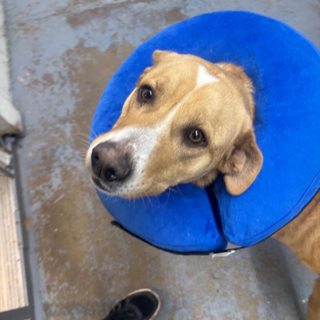 Penny, a Adoptable mixed breed in Greenville, PA image 6/6