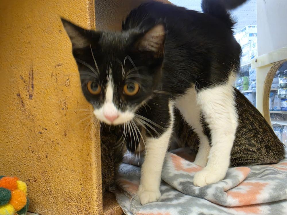 Purrda, Adoptable, Young Female Domestic Short Hair.