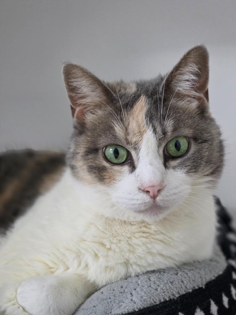 Cassy, Adoptable, Senior Female Domestic Short Hair.