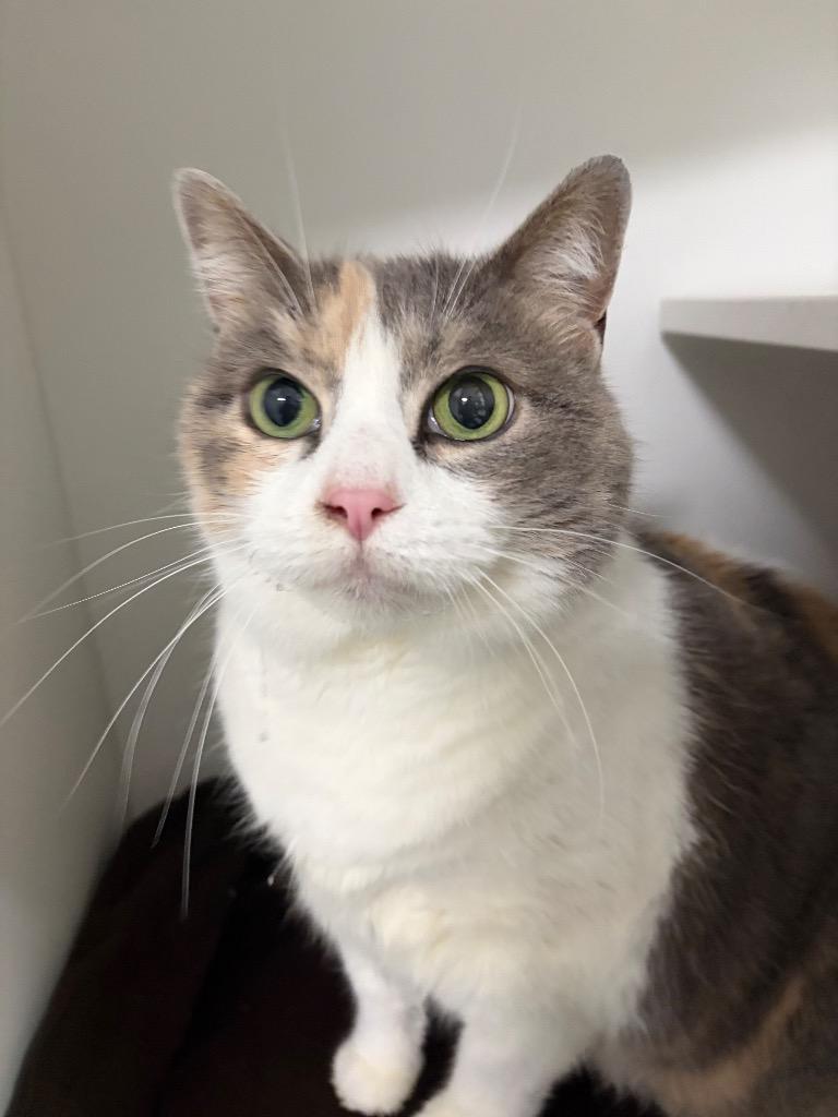 Cassy, Adoptable, Senior Female Domestic Short Hair.