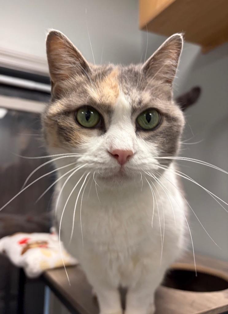Enlarge Cassy, a Adoptable mixed breed in Huntington, IN image 2/4