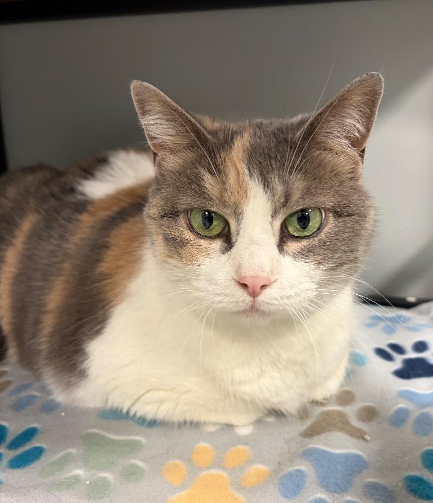 Enlarge Cassy, a Adoptable mixed breed in Huntington, IN image 2/3