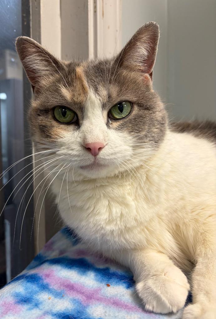 Enlarge Cassy, a Adoptable mixed breed in Huntington, IN image 3/3