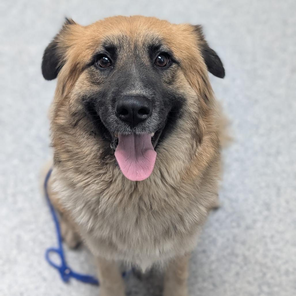 Lilac, Adoptable, Adult Female German Shepherd Dog & Mixed Breed.