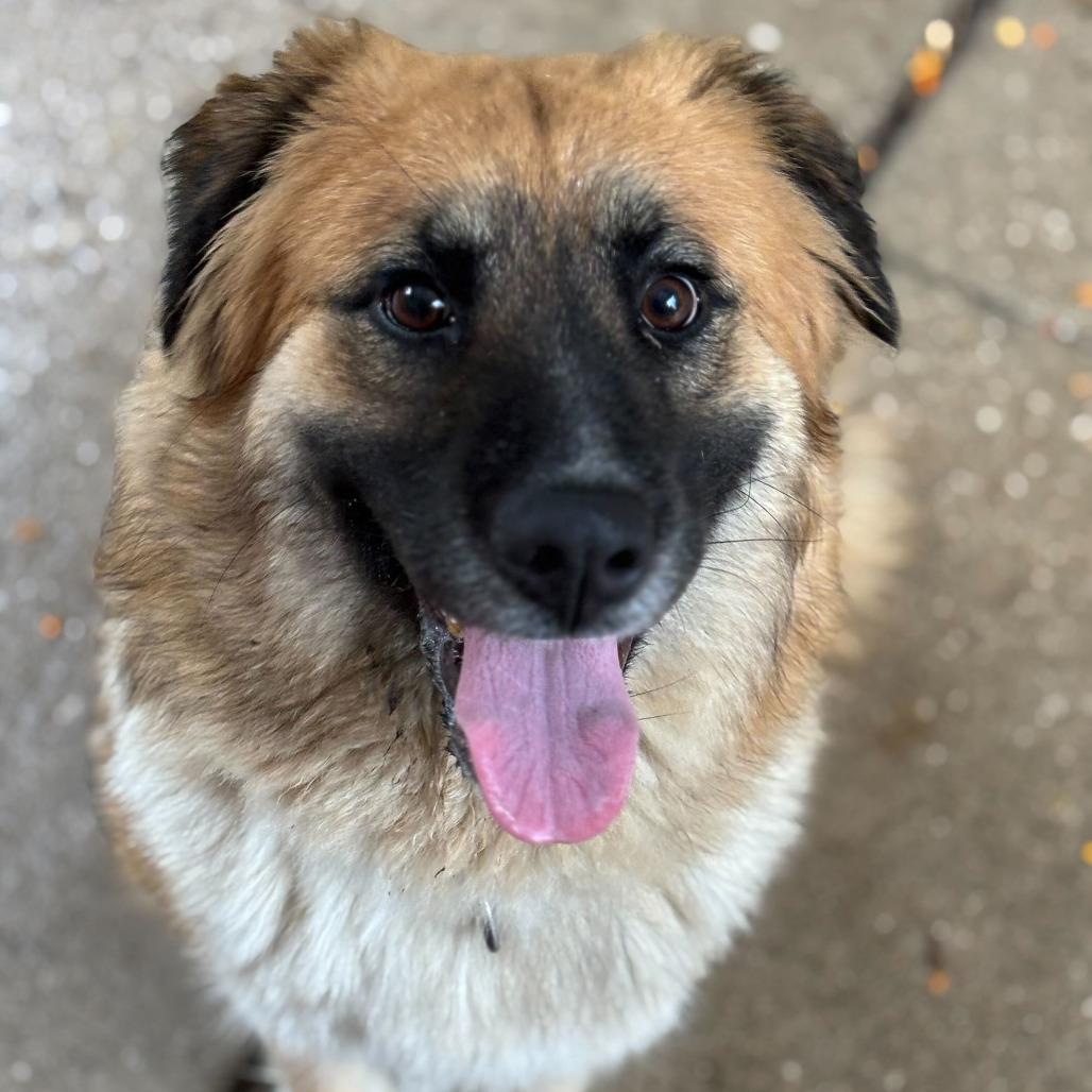 Enlarge Lilac, a Adoptable mixed breed in Grand Rapids, MI image 2/2