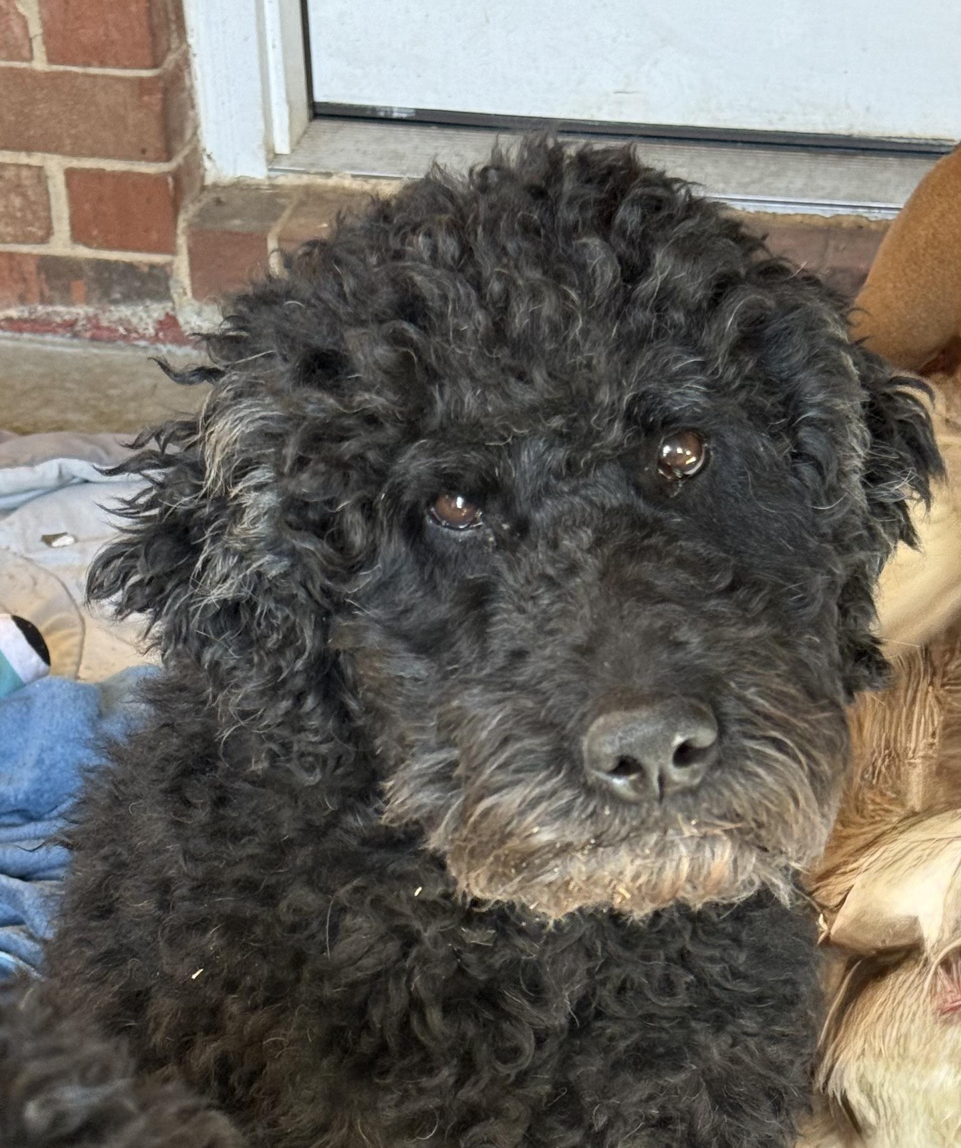 Thor, ADOPTABLE, Adult Male Barbet.