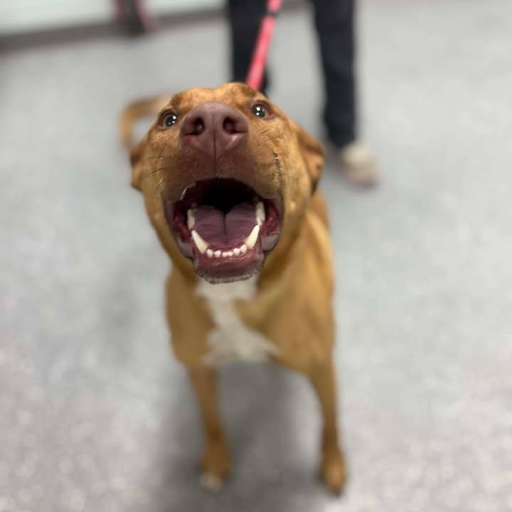 Enlarge Cliff, a Adoptable mixed breed in Bardstown, KY image 4/6