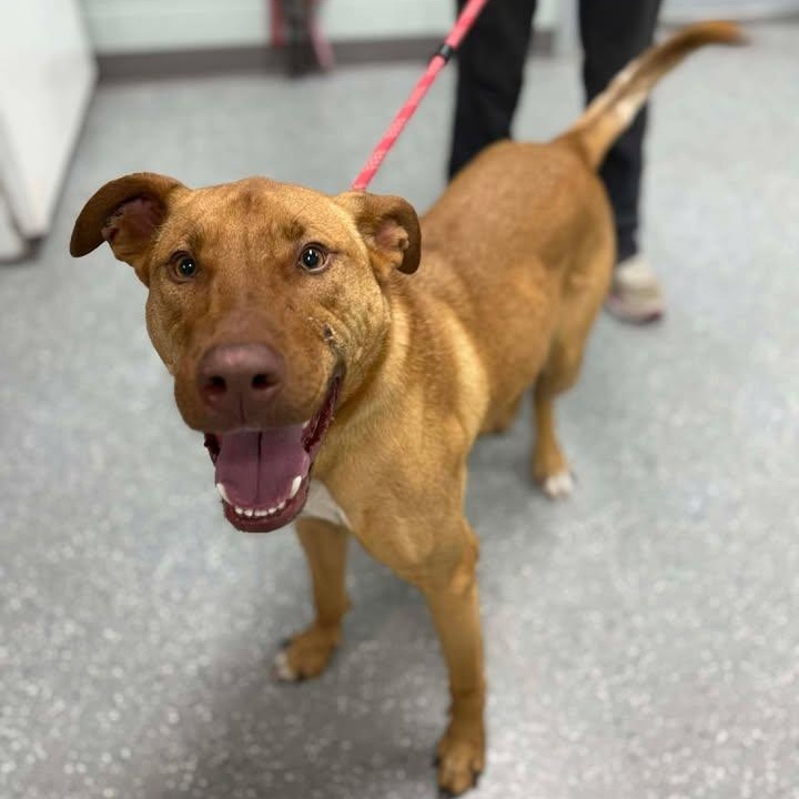 Enlarge Cliff, a Adoptable mixed breed in Bardstown, KY image 1/6