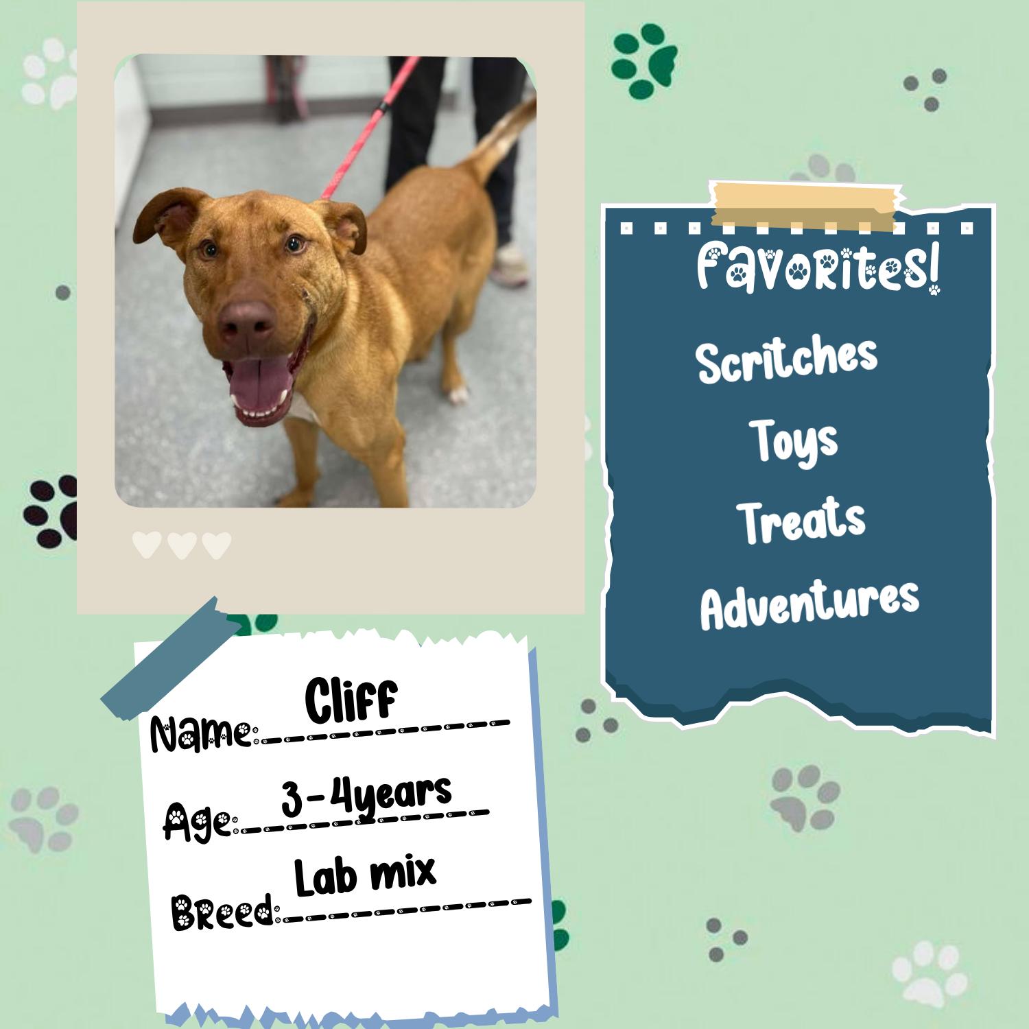 Enlarge Cliff, a Adoptable mixed breed in Bardstown, KY image 3/6