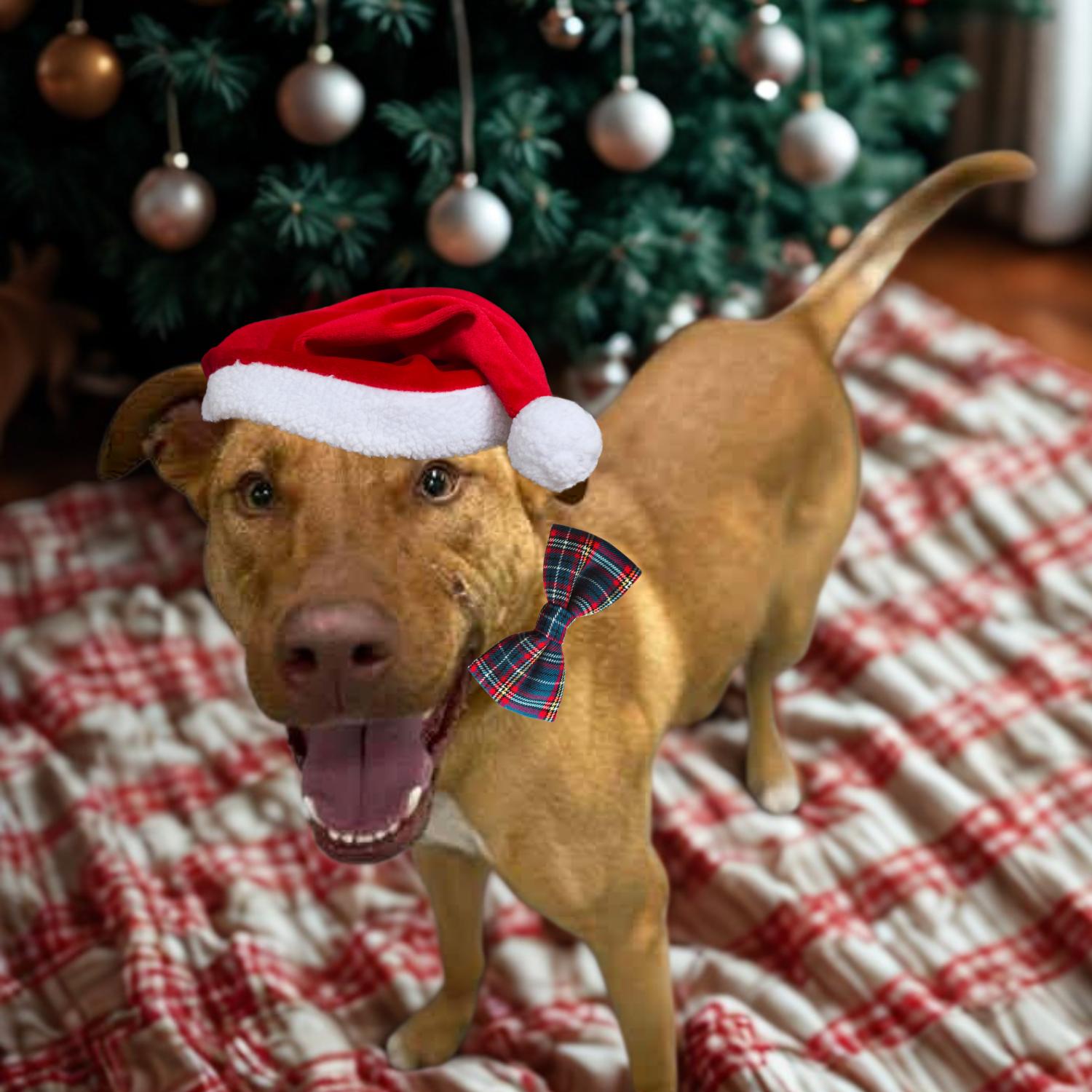 Enlarge Cliff, a Adoptable mixed breed in Bardstown, KY image 2/6