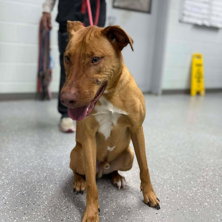 Enlarge Cliff, a Adoptable mixed breed in Bardstown, KY image 6/6