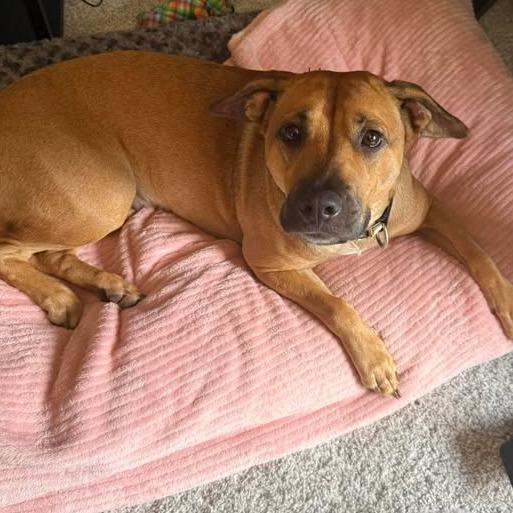 Enlarge Amber (Prev Toad), a Adoptable mixed breed in Williston, FL image 1/1