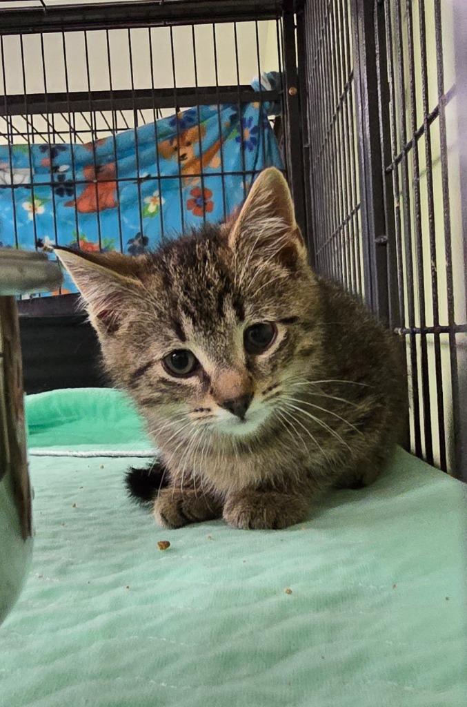 Enlarge Muffin Man, a Adoptable mixed breed in Auburn, IN image 2/4