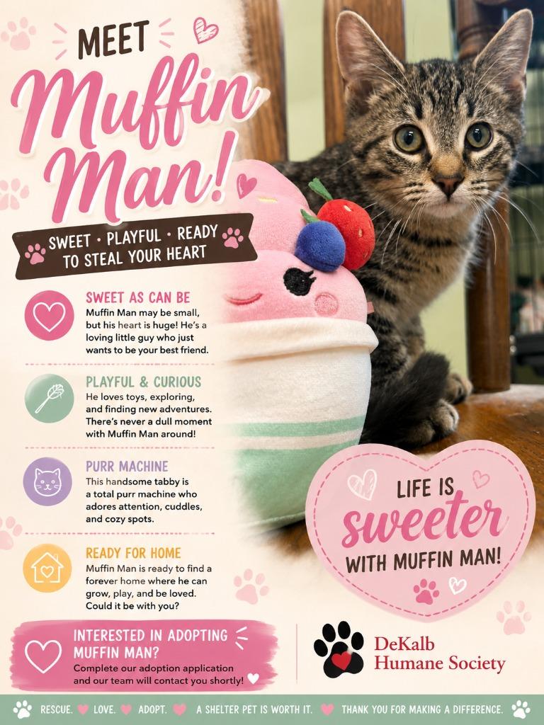 Enlarge Muffin Man, a Adoptable mixed breed in Auburn, IN image 3/4