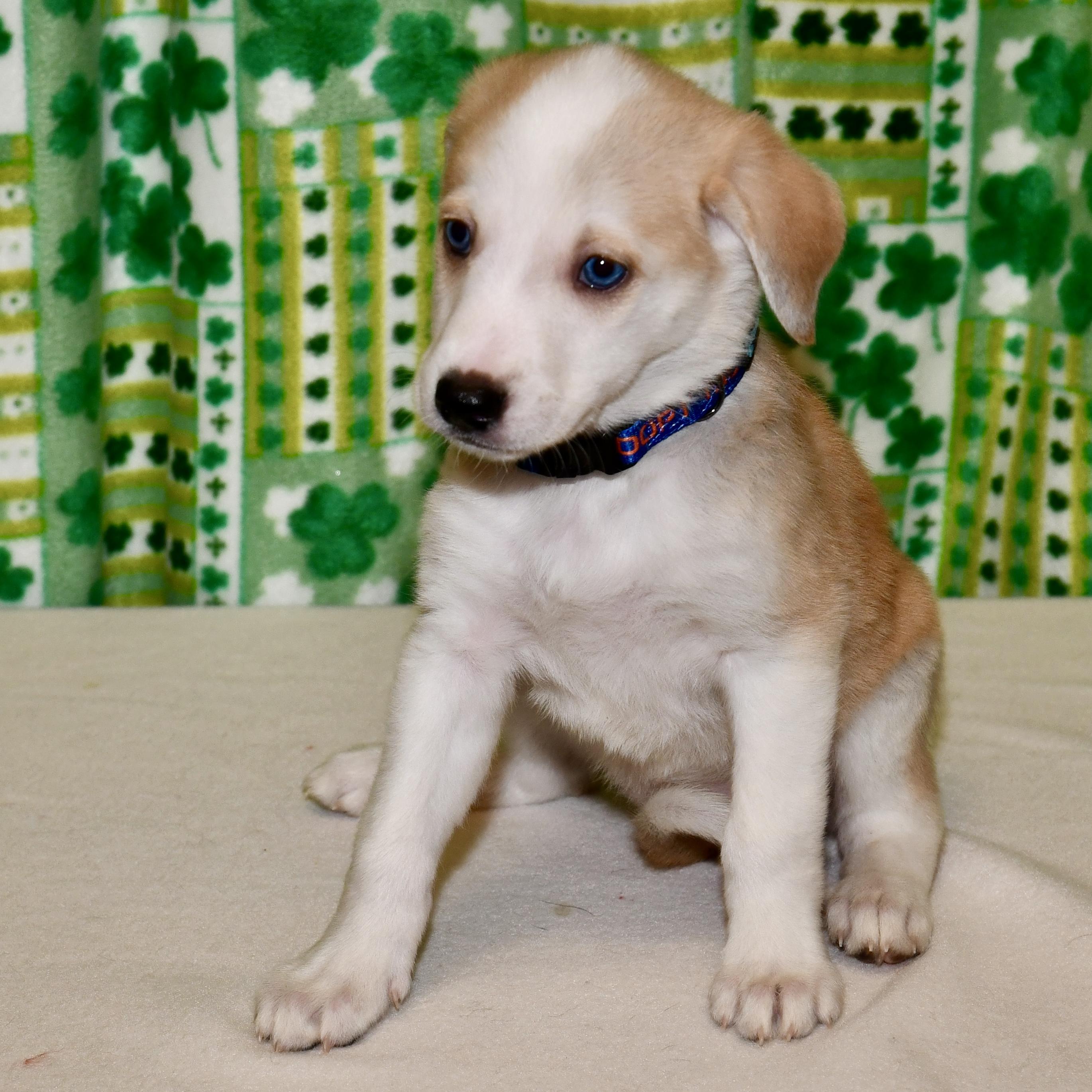 Enlarge Winnie , an adoptable mixed breed in Libertyville, IL image 3/4