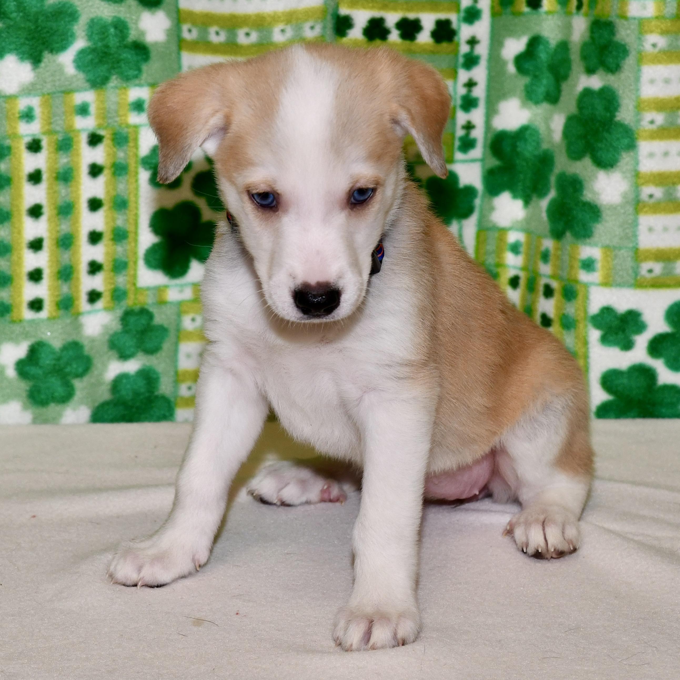 Enlarge Winnie , an adoptable mixed breed in Libertyville, IL image 2/4