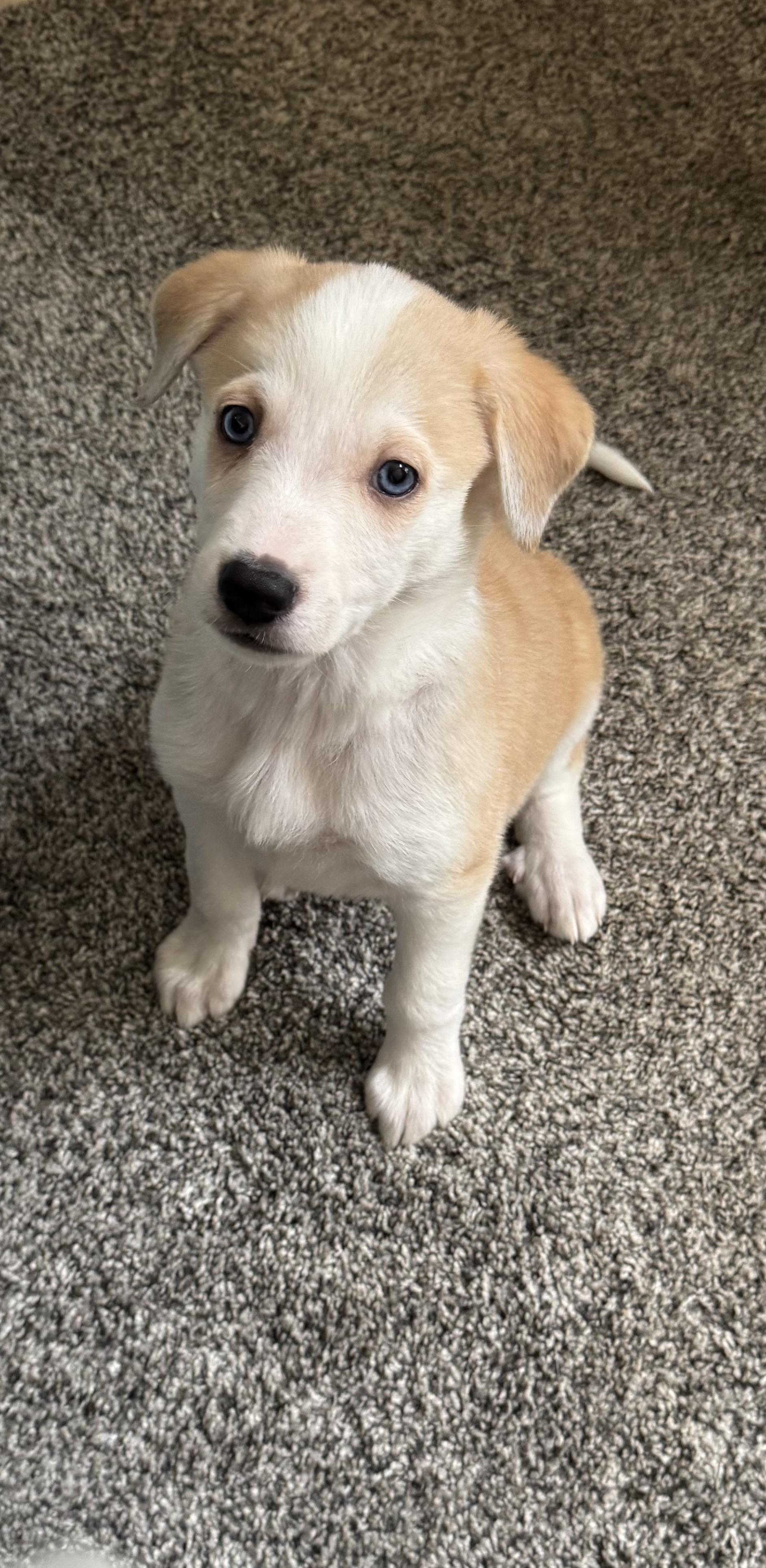 Enlarge Winnie , an adoptable mixed breed in Libertyville, IL image 4/4