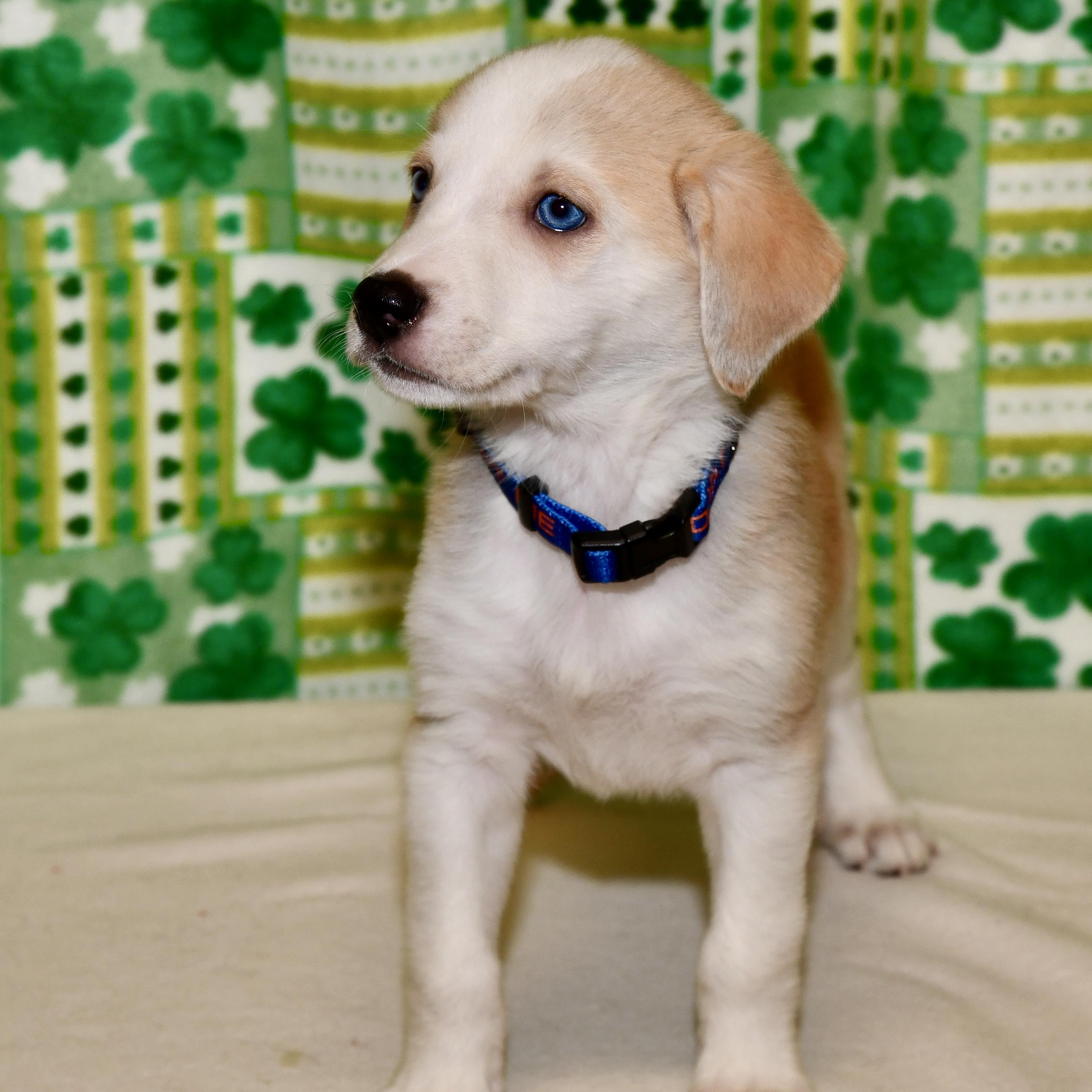 Enlarge Winnie , an adoptable mixed breed in Libertyville, IL image 1/4