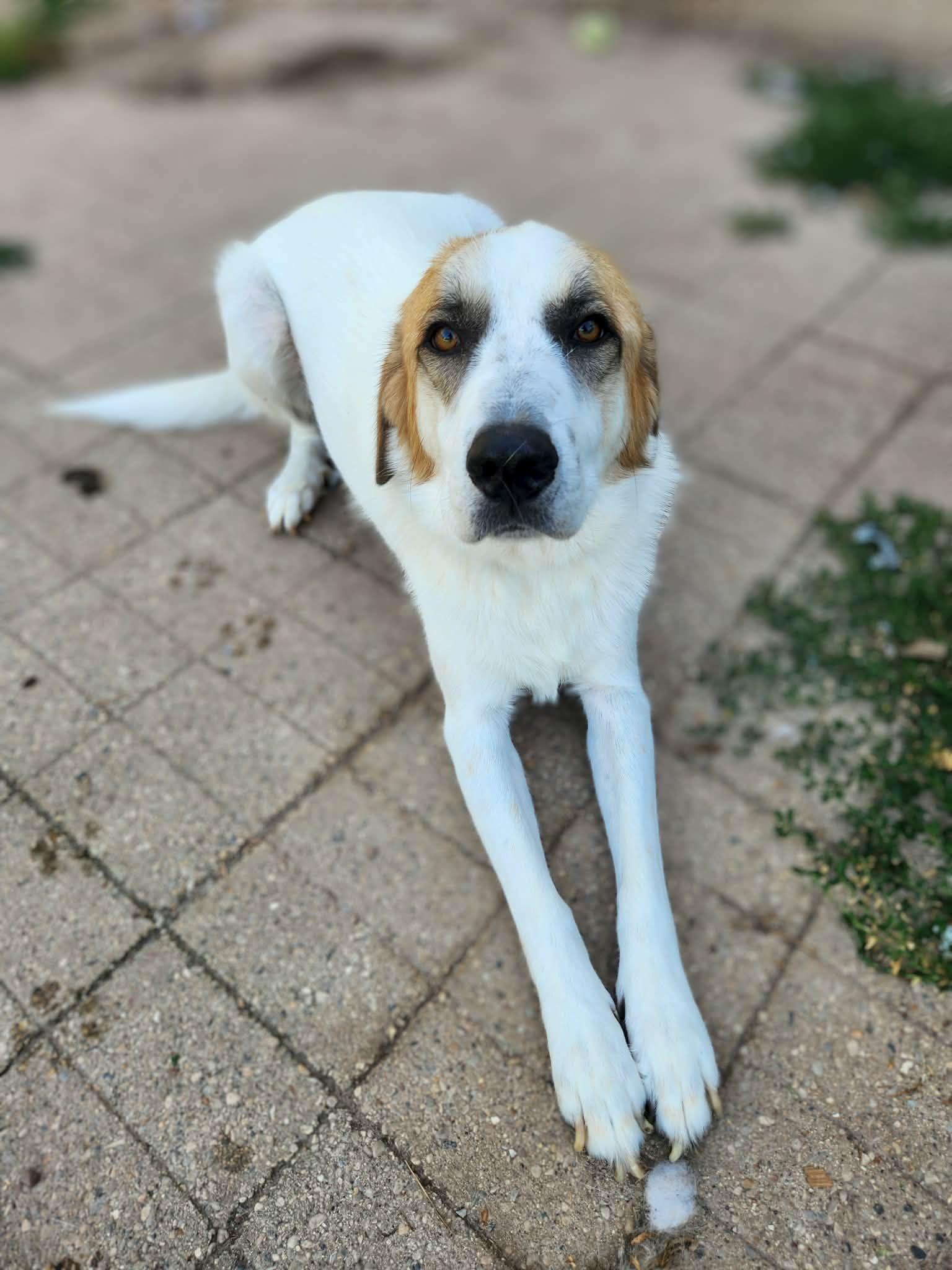 Big John, Adoptable, Adult Male Great Pyrenees.