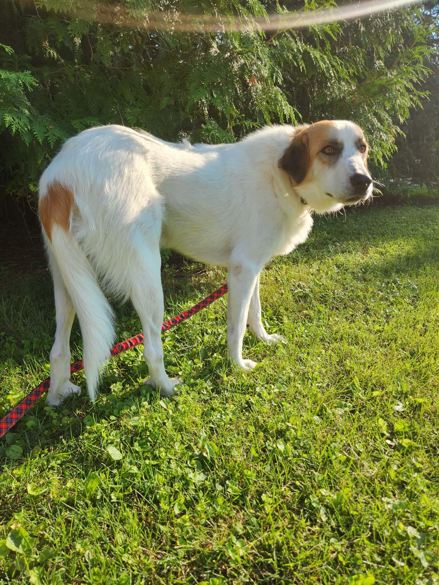 Big John, a Adoptable Great Pyrenees in New London, WI image 2/3