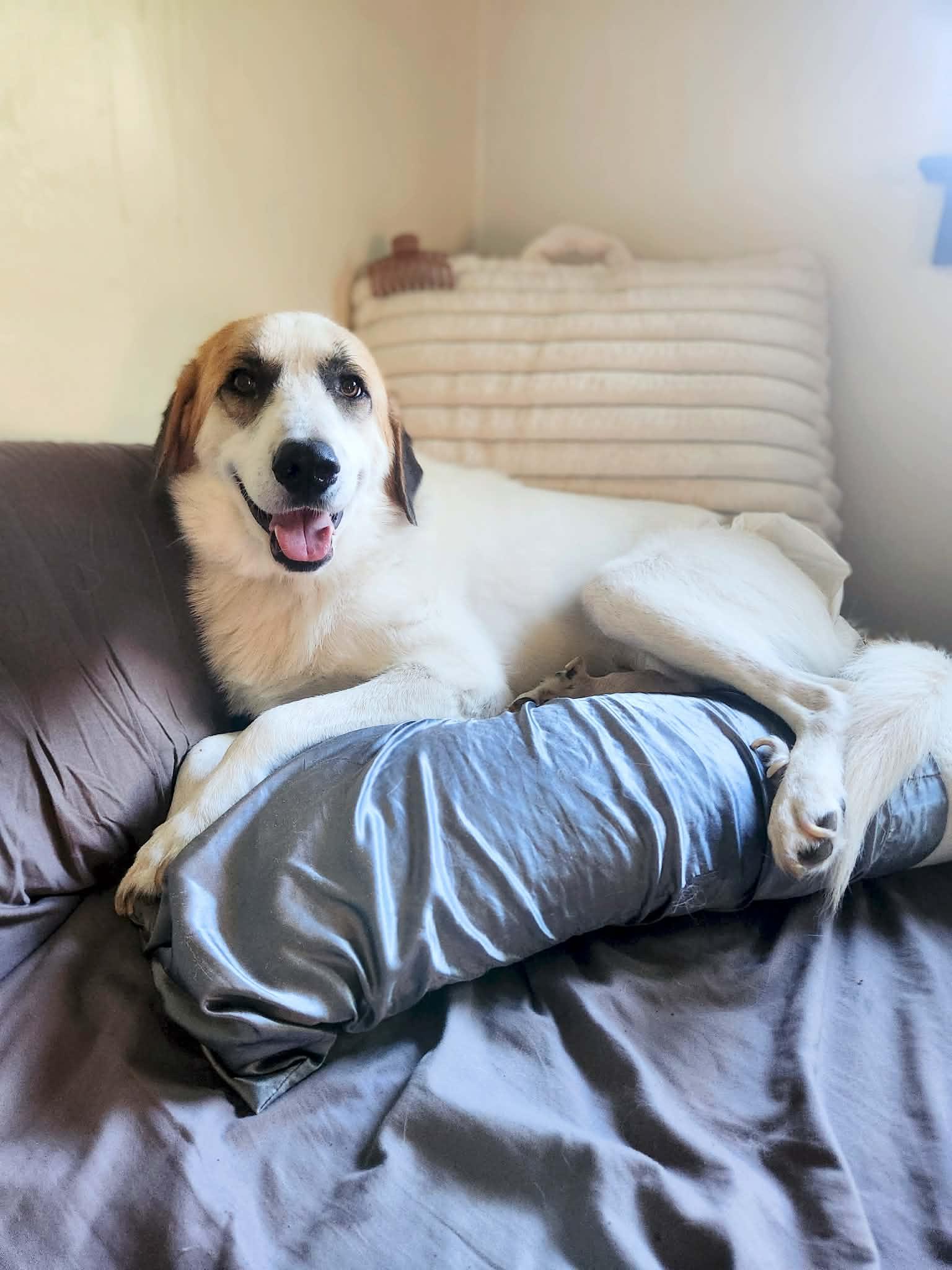 Big John, a Adoptable Great Pyrenees in New London, WI image 3/3