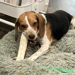 Enlarge Tom, a Adoptable Beagle in St. Paul, MN image 3/4