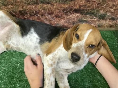 Enlarge Tom, a Adoptable Beagle in St. Paul, MN image 1/4