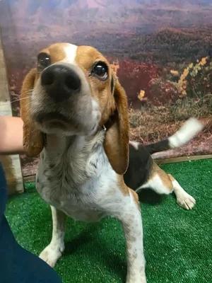 Enlarge Tom, a Adoptable Beagle in St. Paul, MN image 2/4